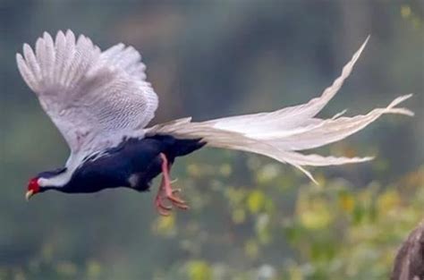 鳳凰是什麼鳥|最像鳳凰的三種鳥：第三種飛行時像白鳳，第二種被稱。